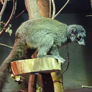 White-fronted lemur -Zoo Praha (2025)