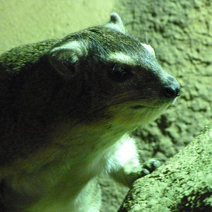 Yellow-spotted rock hyrax -Zoo Praha (2025)