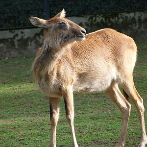 Nile lechwe -Zoo Praha (2025)