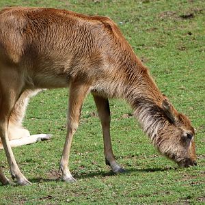 Nile lechwe -Zoo Praha (2025)