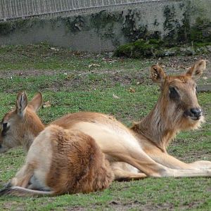 Nile lechwe -Zoo Praha (2025)