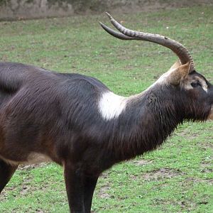 Nile lechwe -Zoo Praha (2025)