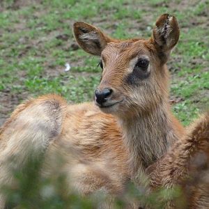 Nile lechwe -Zoo Praha (2025)