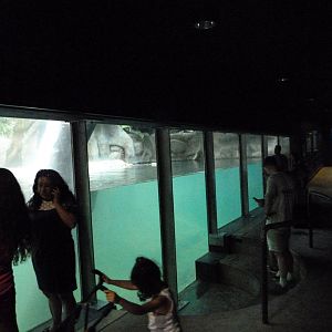 Common hippopotamus indoors underwater viewing area -Zoo Praha (2025)