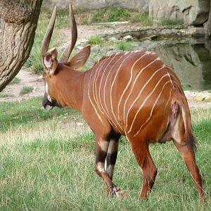 Mountain bongo -Zoo Praha (2025)