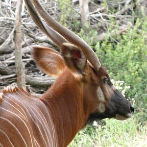 Mountain bongo -Zoo Praha (2025)