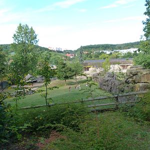 Mhorr gazelle and Kirk's dik-dik exhibit -Zoo Praha (2025)