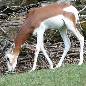 Mhorr gazelle -Zoo Praha (2025)