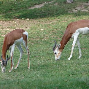 Mhorr gazelles -Zoo Praha (2025)