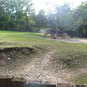 Guanaco exhibit -Zoo Praha (2025)
