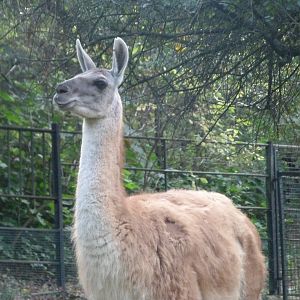 Guanaco -Zoo Praha (2025)
