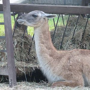 Guanaco -Zoo Praha (2025)