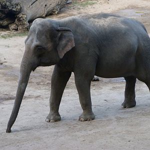 Asiatic elephant -Zoo Praha (2025)