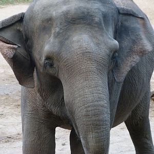 Asiatic elephant -Zoo Praha (2025)