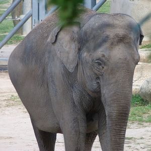 Asiatic elephant -Zoo Praha (2025)