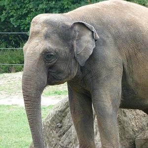Asiatic elephant -Zoo Praha (2025)