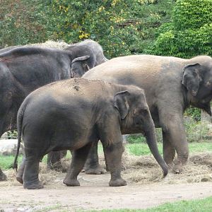 Asiatic elephants -Zoo Praha (2025)