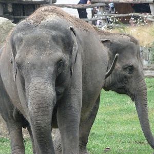 Asiatic elephants -Zoo Praha (2025)