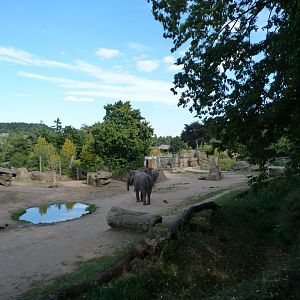 Asiatic elephant exhibit -Zoo Praha (2025)