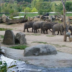 Asiatic elephant exhibit -Zoo Praha (2025)