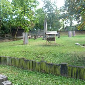 Lowland anoa exhibit -Zoo Praha (2025)
