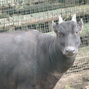 Lowland anoa -Zoo Praha (2025)