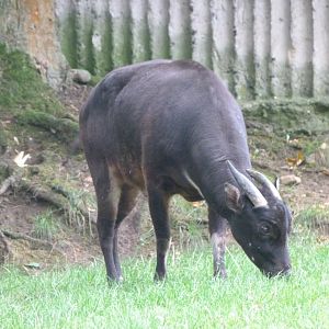 Lowland anoa -Zoo Praha (2025)