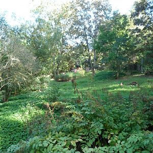 Brown hyena exhibit -Zoo Praha (2025)