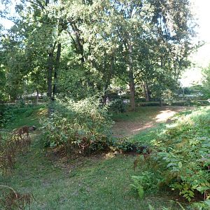 Brown hyena exhibit -Zoo Praha (2025)