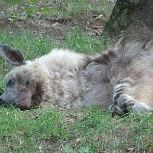 Brown hyena -Zoo Praha (2025)