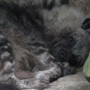 Brown hyena -Zoo Praha (2025)