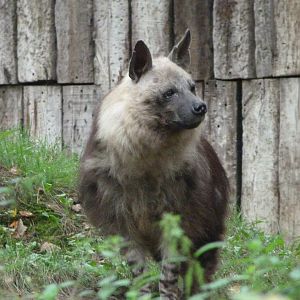 Brown hyena -Zoo Praha (2025)