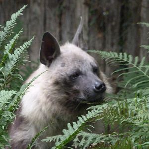 Brown hyena -Zoo Praha (2025)