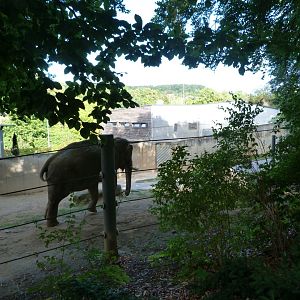 Asiatic elephant exhibit -Zoo Praha (2025)