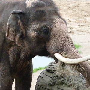 Asiatic elephant -Zoo Praha (2025)