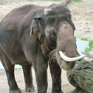 Asiatic elephant -Zoo Praha (2025)