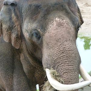 Asiatic elephant -Zoo Praha (2025)