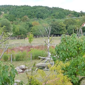 View from the boardwalk thorwards the gorilla house -Zoo Praha (2025)