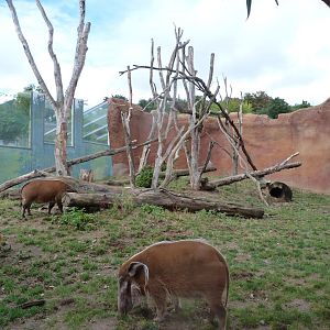 Red river hog and DeBrazza's monkey exhibit -Zoo Praha (2025)