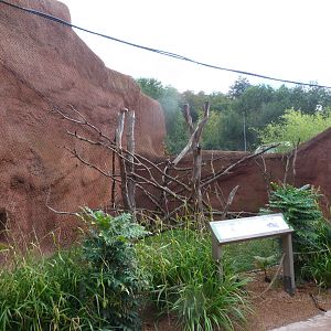 Northern talapoin and African brush-tailed porcupine exhibit -Zoo Praha (2025)