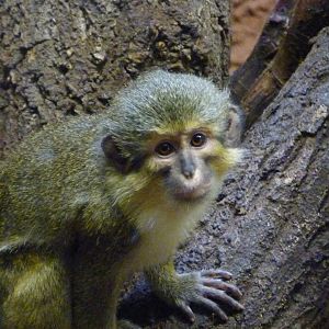 Northern talapoin -Zoo Praha (2025)