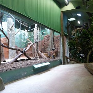 View of "Dja Reserve" -Zoo Praha (2025)