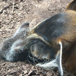 Red river hog -Zoo Praha (2025)
