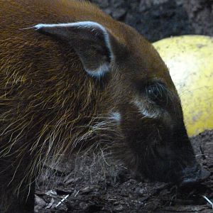 Red river hog -Zoo Praha (2025)