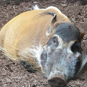 Red river hog -Zoo Praha (2025)