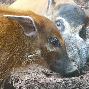 Red river hogs -Zoo Praha (2025)