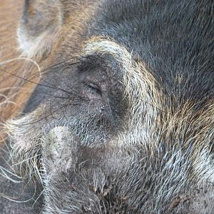 Red river hog -Zoo Praha (2025)