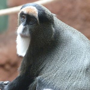 DeBrazza's monkey -Zoo Praha (2025)