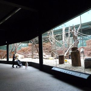 Western lowland gorilla and Kikuyu guereza indoors exhibit -Zoo Praha (2025)