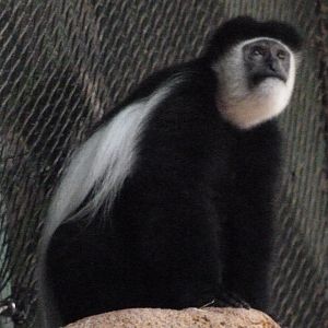 Kikuyu guereza -Zoo Praha (2025)